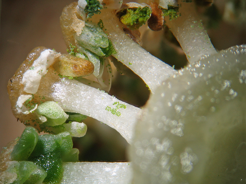 Equisetum telmateia